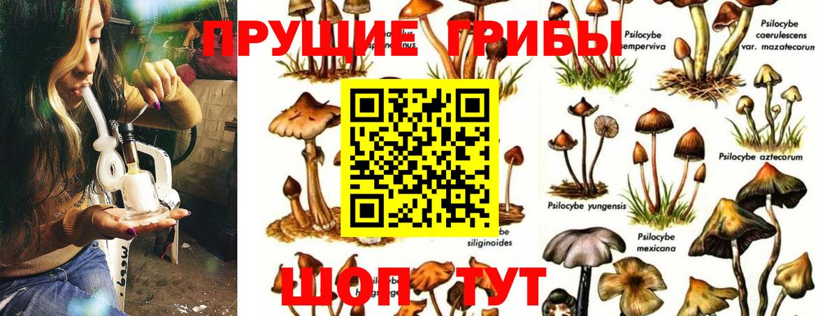 Псилоцибиновые грибы Cubensis  Вход с VPN  Псилоцибиновые грибы мухоморы  Ачхой-Мартан 